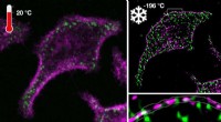Using Cryogenic Cooling to Enhance Fluorescence Microscopy