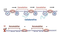 Unveiling the Role of DNA Supercoiling in RNA Polymerase Dynamics and Transcription Speed