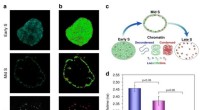 Using Fluorescence Lifetime Imaging to Probe DNA Compaction and Gene Activity