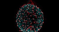 Scientists Reveal the Origin of Clonal Dominance in Excitable Cell Networks