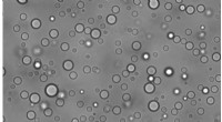 Study Reveals Key Properties of Protein–RNA Liquid Droplets