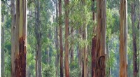Ceasing Native Forest Logging is Crucial for Australia to Reach Net‑Zero Emissions