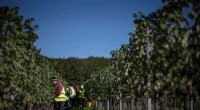 England’s Warming Summers Turn Kent Vineyards into Premium Pinot Noir Producers