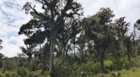 Amazon Basin Tree Rings Reveal Historical Rainfall Patterns