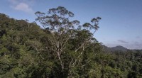 Scientists Discover Amazon’s Tallest Tree – 25-story-High Giant Revealed