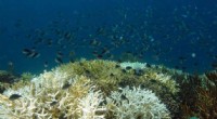 Climate Risk Index Highlights 90% of Global Marine Species at Risk