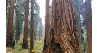 US Launches Emergency Plan to Protect Sequoias from Wildfires