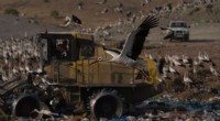 Storks Give Up Migration, Find Year‑Round Home on Spanish Landfill