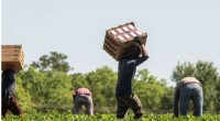 Rising Temperatures Threaten Labor: Understanding the Impact on Workers