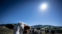 French Dairy Farms Deploy Massive Fans to Cool Cows Amid Heatwave