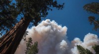 California Wildfire Threat to Yosemite’s Giant Sequoias Subsides as Fire Moves Away