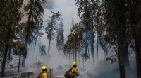 U.S. Firefighters Rush to Protect Yosemite’s Giant Sequoias from Washburn Blaze