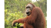 Boosting Carbon Conservation by Spotlighting Threatened Forest Primates
