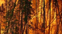 Wildfire Risk Expands Worldwide, Yet Human Actions Can Still Direct Fire Outcomes