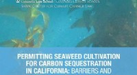 California Seaweed Cultivation for Carbon Removal: Challenges and Strategic Recommendations