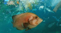 Bottom‑Up Spread: Microplastics Enter Marine Food Webs, Endangering Ecosystems