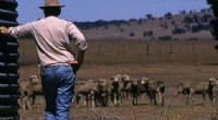 Drought Drives Rising Suicide Rates in Rural Australia; Climate Change Threatens to Exacerbate the Crisis