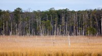 Coastal Marsh Migration May Accelerate Climate Change