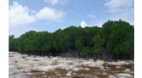 Climate Change Threatens Indonesia s Wakatobi Mangrove Forests, Key Carbon Sinks