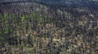 Evia s Wildfire Devastation: Decades Ahead for Full Recovery