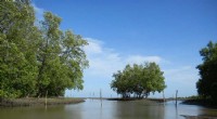 Remote Sensing Model Accurately Maps Mangrove Carbon Sequestration