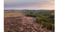 Amazon Deforestation Rises, Threatening Indigenous Communities