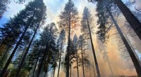 Human‑Caused California Wildfires Outpace Natural Fires in Severity