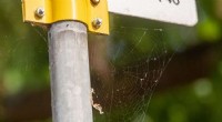 Spiders’ Webs Trap Airborne Microplastics: A New Monitoring Tool