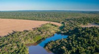 Deforestation Endangers Indigenous Communities and Biodiversity in South America