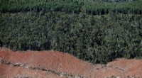 Brazil’s Atlantic Forest Faces 66% Rise in Deforestation, New Report Reveals