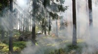 Controlled Burns: A Critical Strategy to Combat Intensifying US Wildfires