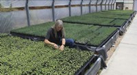 Priceless Seeds and Sprouts: Essential for the U.S. West s Post-Fire Recovery