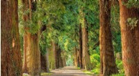 Tall, Dense Trees Proven Effective at Filtering Toxic Nanoparticles from Vehicle Emissions