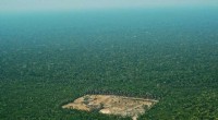Brazil s Amazon Deforestation Surpasses April Record, Exceeding 1,000 km²