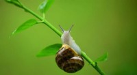 Using Land Snail Shells to Archive Extreme Weather and Precipitation Events
