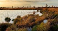 Marsh Plants Lead the Charge in CO2 Capture