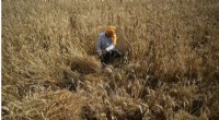 Heat Wave Devastates India s Wheat Crop, Threatening Export Plans