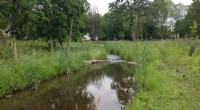 Maximizing Environmental Gains in Stream Restoration Despite Homeowner Cost Concerns