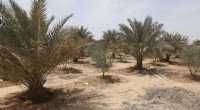 Iraq’s Karbala Green Belt: 16 Years of Climate Hope, Yet Still Struggling