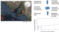 Microplastics Detected in Southern Australian Seafood: Study Highlights Contamination in Blue Mussels and Coastal Waters
