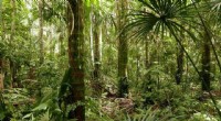 New Study Highlights Urgent Threat to Amazon Swamp Carbon Stores