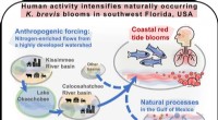 New Study Shows Human Activity Amplifies Red Tide Events in Southwest Florida