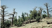 Global Study Reveals Heat & Drought Limits Threatening Forests