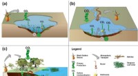 Reassessing Strategies for Wetland Carbon Sequestration and Mitigation