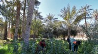 Tunisian Eco-Pioneers Revive Desert Oasis with Sustainable Projects