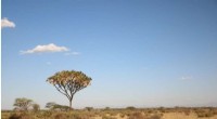 Expanding Tree Cover in Savannas Yields Limited Climate Benefits