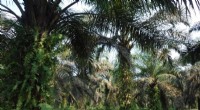Peatland Restoration Boosts Bird Diversity While Safeguarding Oil Palm Farmers’ Livelihoods, New Study Finds