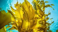 Seaweed’s Limits: Why Kelp May Not Be the Carbon Fix We Hope