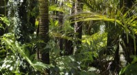 Study Reveals 75% of Amazon Rainforest Approaching Critical Dieback Tipping Point