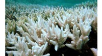 UN: Climate Change Causes Irreversible Losses for Coral Reefs—Urgent Action Needed